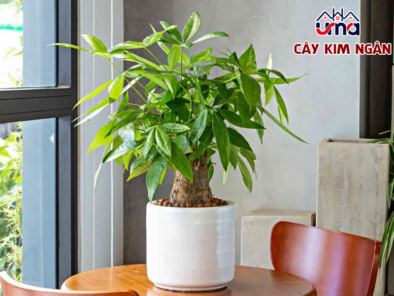 cay-kim-ngan