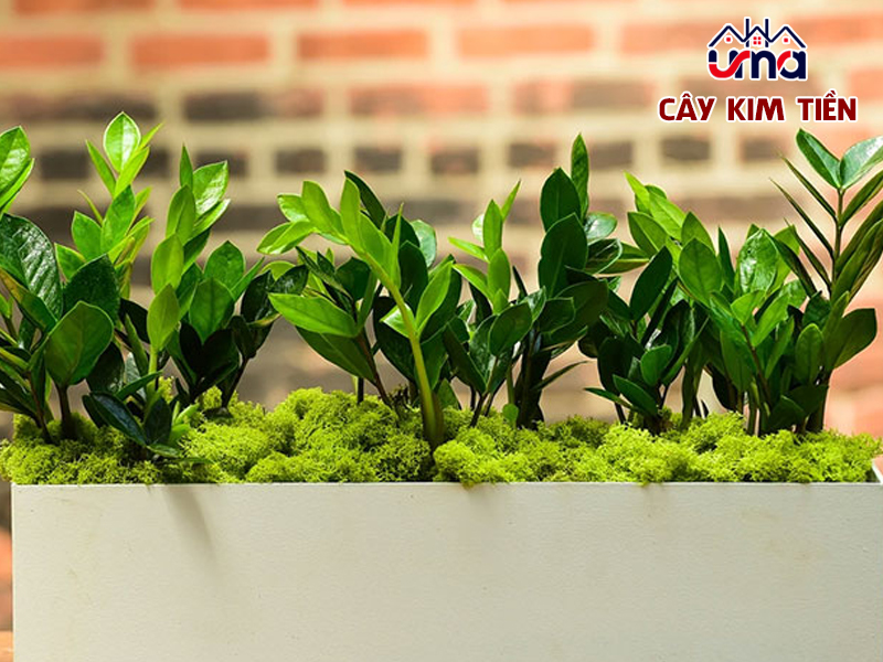 cay-kim-tien-1