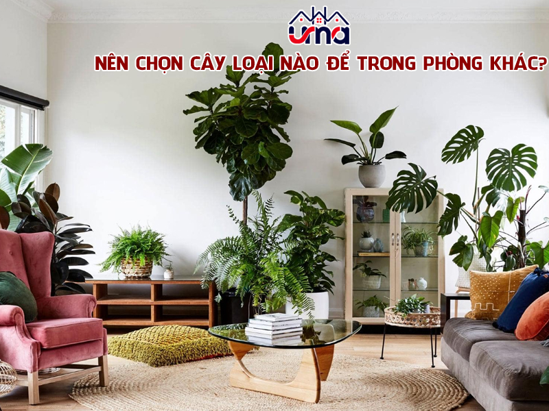 nen-chon-cay-nao-de-trong-phong-khach