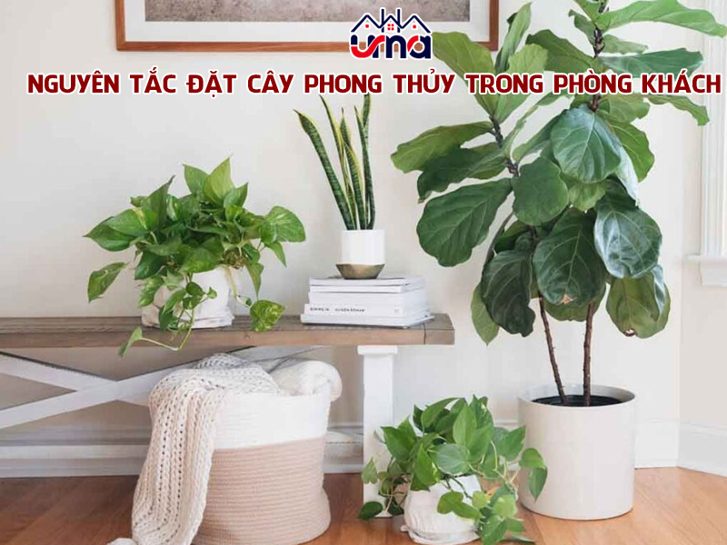 nguyen-tac-dat-cay-phong-thuy-trong-phong-khach