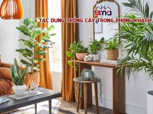 tac-dung-trong-cay-trong-phong-khach