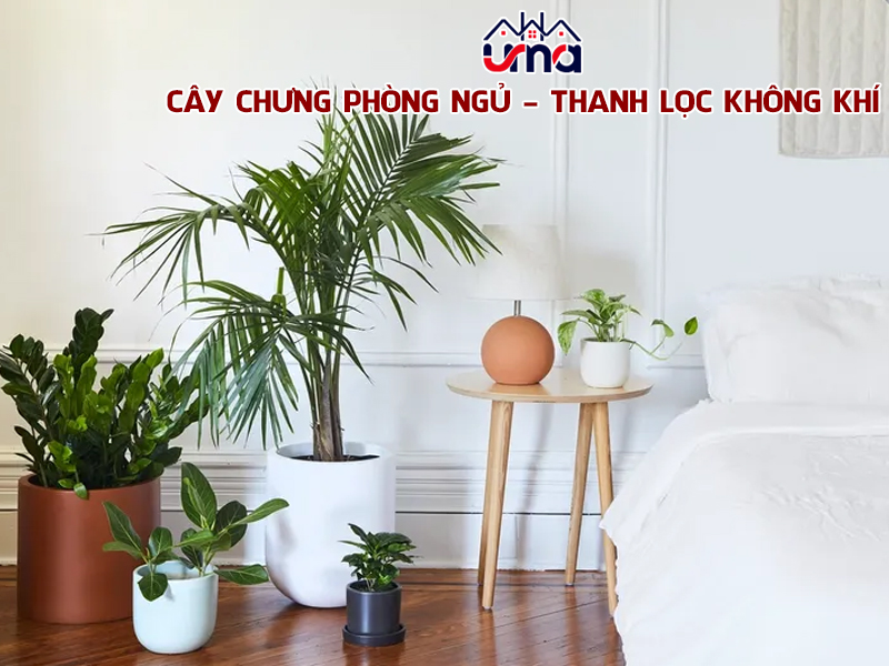 cay-chung-phong-ngu-thanh-loc-khong-khi