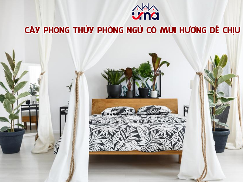 cay-phong-thuy-phong-ngu-co-mui-huong-de-chiu