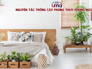 nguyen-tac-trong-cay-phong-thuy-phong-ngu