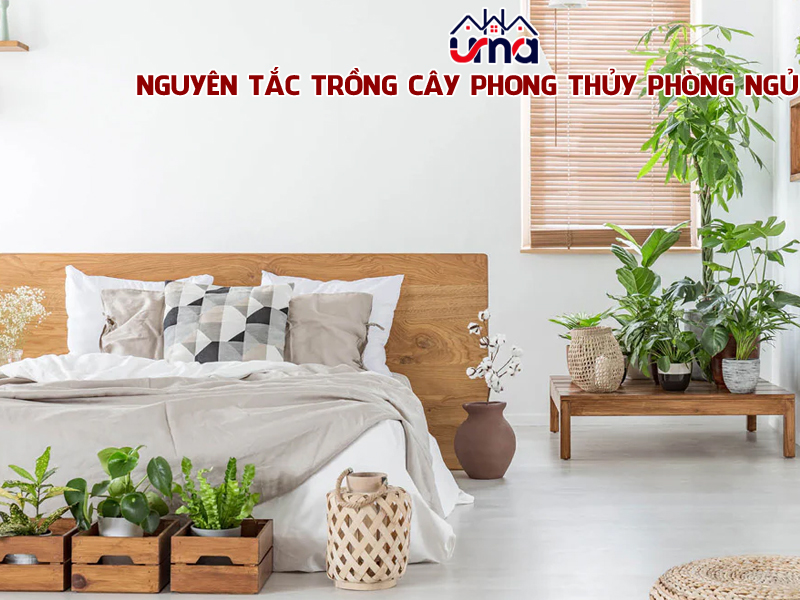 nguyen-tac-trong-cay-phong-thuy-phong-ngu