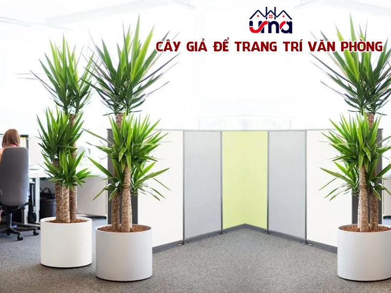 cay-gia-de-trang-tri-van-phong