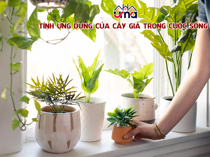 tinh-ung-dung-cua-cay-gia-trong-cuoc-song