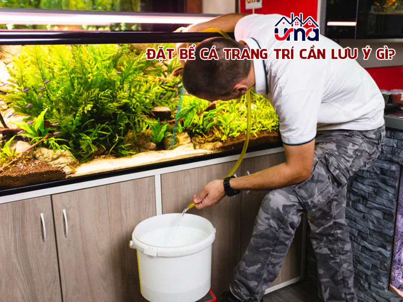 dat-be-ca-trang-tri-can-luu-y-gi