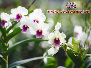 y-nghia-cua-loai-hoa-lan