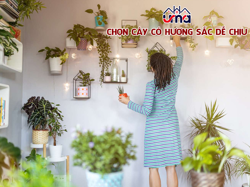 chon-cay-co-huong-sac-de-chiu