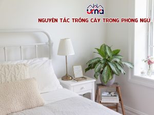 nguyen-tac-trong-cay-trong-phong-ngu