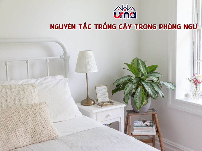 nguyen-tac-trong-cay-trong-phong-ngu