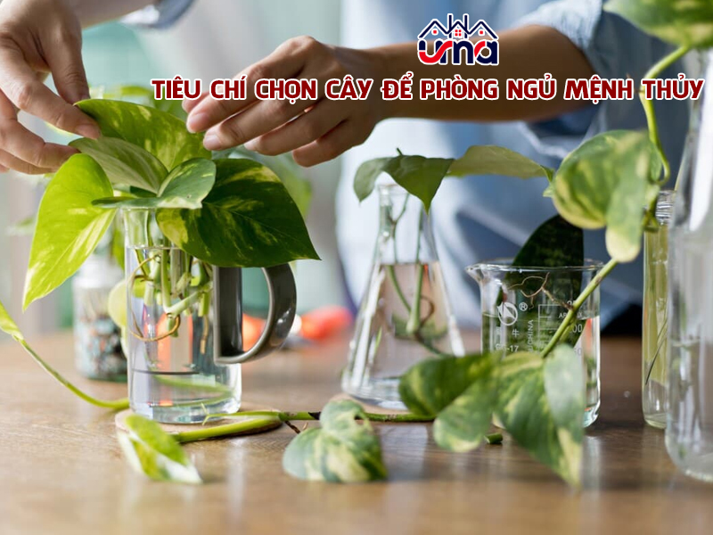 tieu-chi-chon-cay-de-phong-ngu-menh-thuy