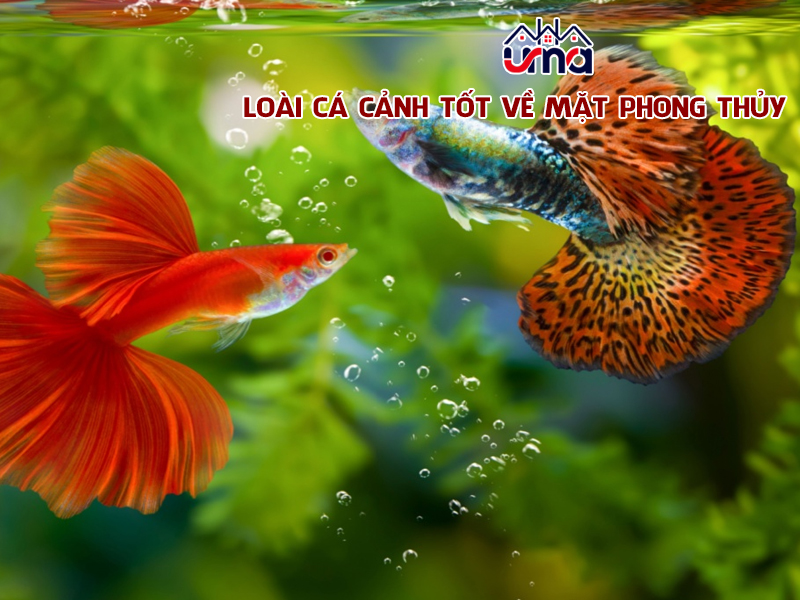 loai-ca-canh-tot-ve-mat-phong-thuy