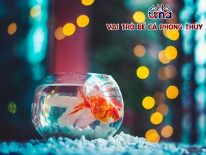 vai-tro-be-ca-phong-thuy