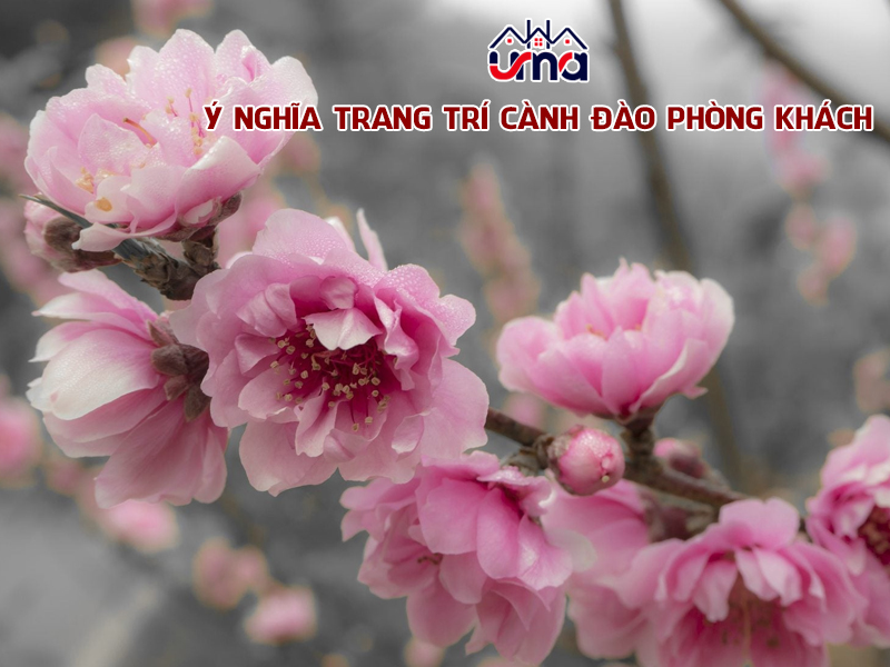 y-nghia-trang-tri-canh-dao-phong-khach
