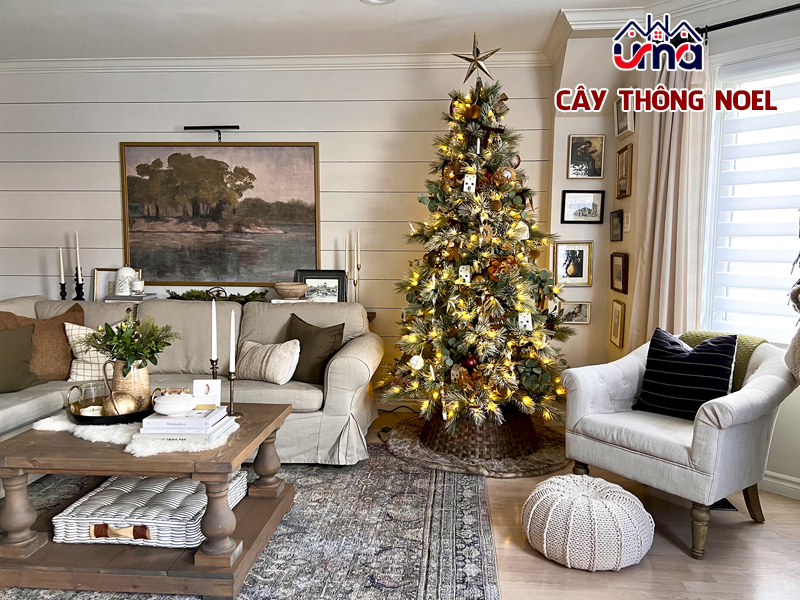 cay-thong-noel