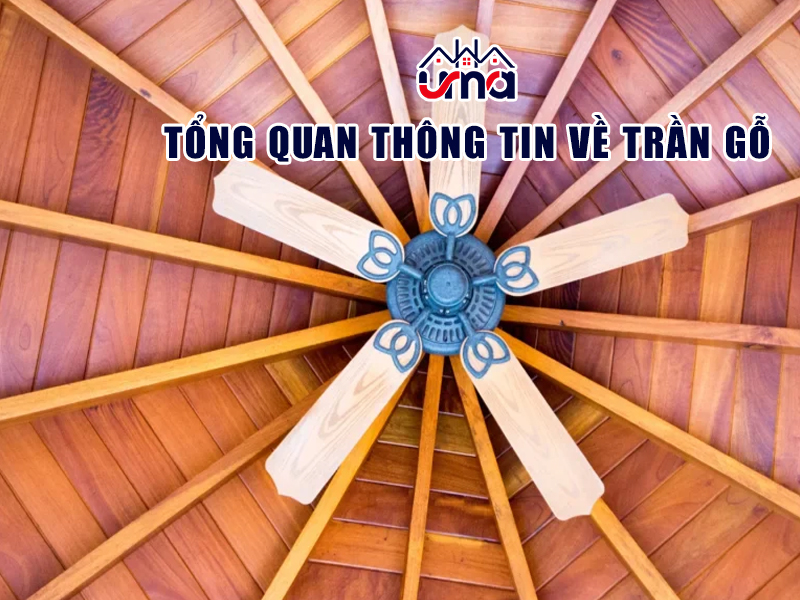 tong-quan-thong-tin-ve-tran-go